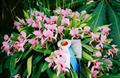 Cattleya Percivaliana